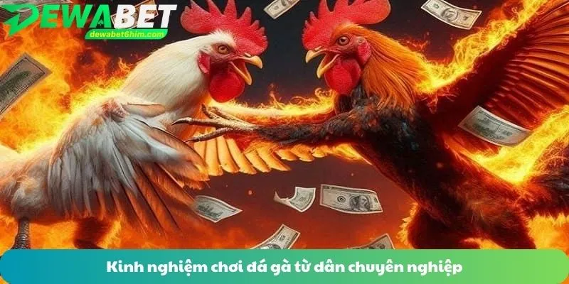 Kinh nghiệm chơi đá gà từ dân chuyên nghiệp