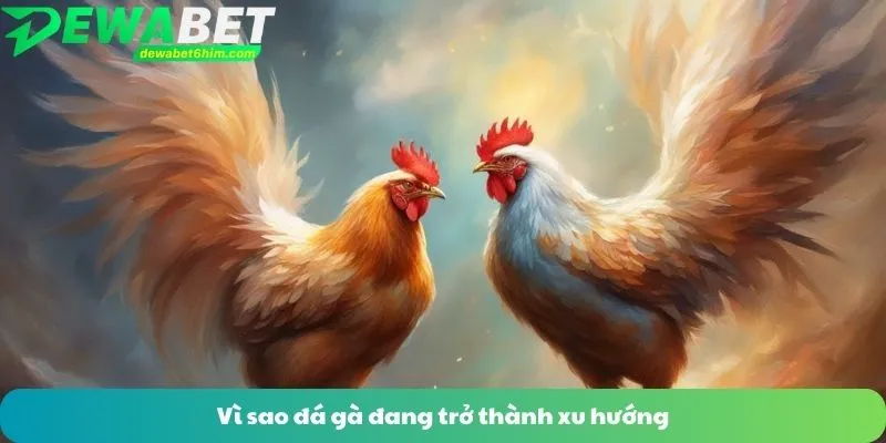 Vì sao đá gà đang trở thành xu hướng